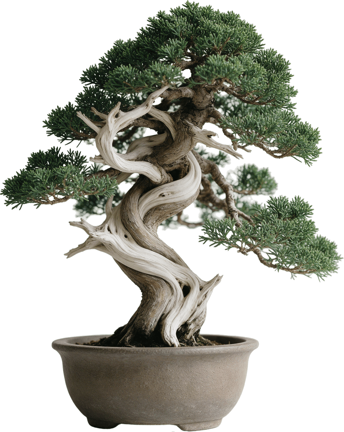 Beyaz jin ve shari bölümleri olan ardıç bonsai