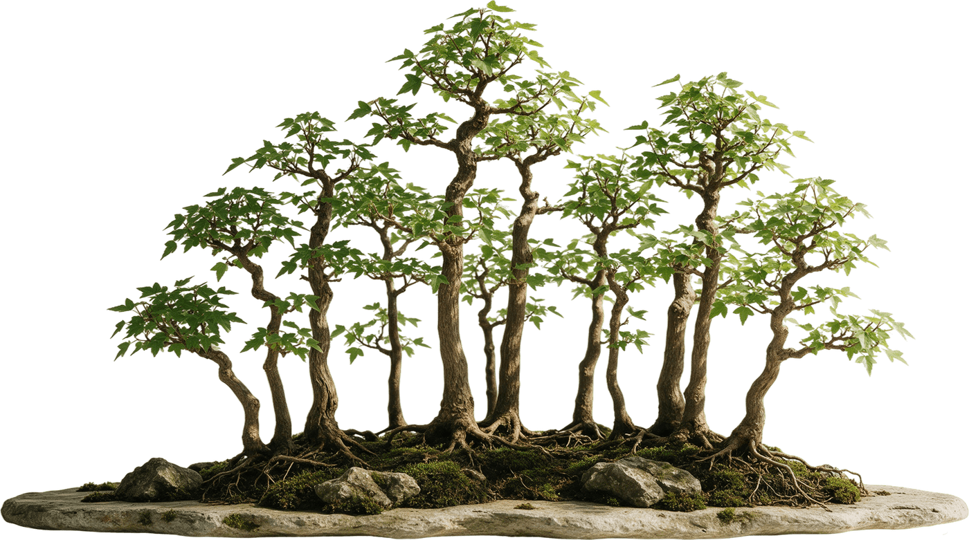 Yose-ue biçiminde orman dikimi bonsai